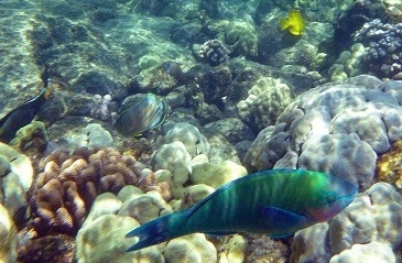 Marine Science Investigations